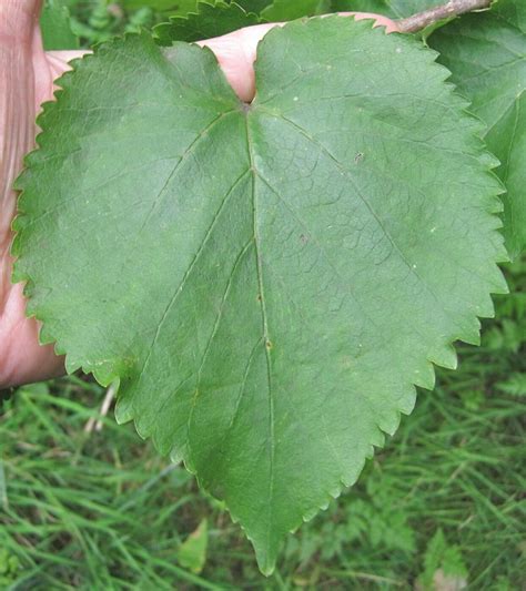 Leaf Heart-shaped - Tree Guide UK - Tree ID by heart-shaped leaves