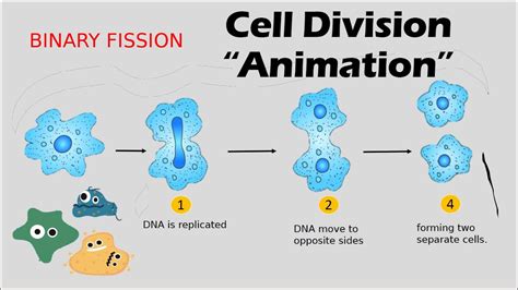 CELL DIVISION | Biology Animation - YouTube