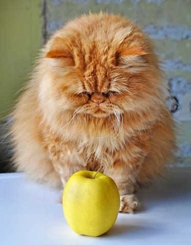 Can Cats Eat Apples And Their Seeds?