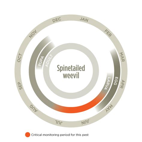 Spinetailed weevil life cycle – Cesar Australia