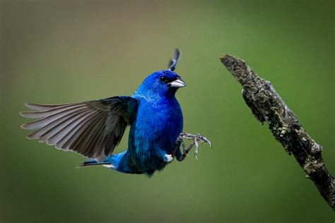 Indigo Bunting (Passerina cyanea)_0856 | Indigo Bunting (Pas… | Flickr