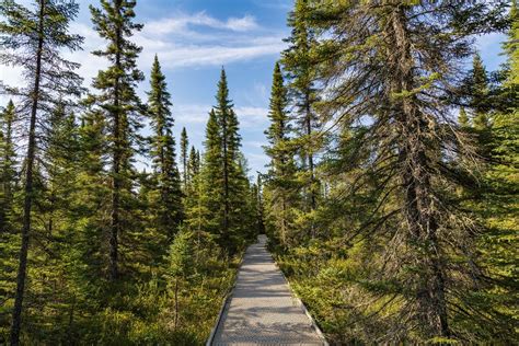 Explore the Stunning Big Bog Boardwalk