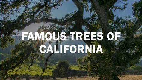 The stories of California's most famous trees, including some with top-secret locations - SFGate