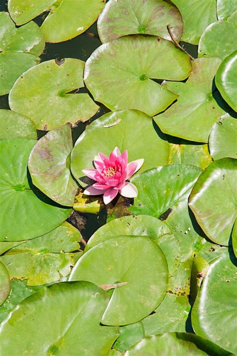 Nenufar flower stock image. Image of five, calm, grass - 100913749