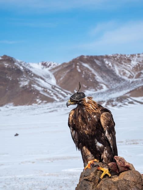 Premium Photo | Golden eagle hunter portrait of a hunting golden eagle in a leather hat hunting ...