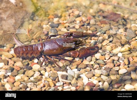 Crayfish colors hi-res stock photography and images - Alamy