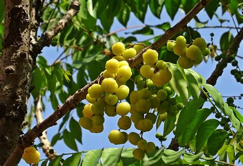 Mengenal Tanaman Cermai dan Manfaatnya - Agrozine