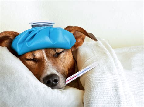 Sick dog or cat with a fever? Use this safe anti-inflammatory - Veterinary Secrets with Dr ...