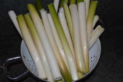 Edible and Medicinal Wild Plants: Cattail (Typha)