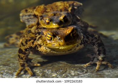 Wild Toads Mating Water European Toad Stock Photo 1092263183 | Shutterstock