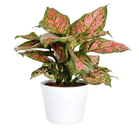 Costa Farms Live Indoor 14in. Tall Trending Tropicals Red Aglaonema, Indirect Sunlight, Plant in ...