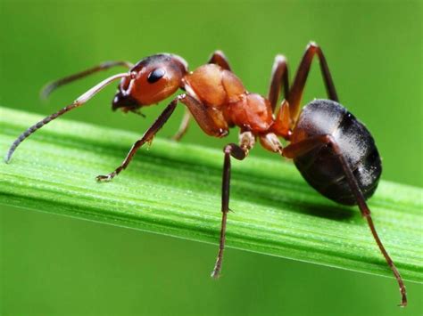 Gambar Semut Merah pada Daun – Fotografi Makro | Cool pictures, Ants, Fun facts