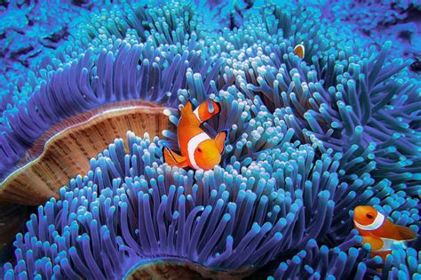 The Most Incredible Underwater Photos Ever Taken | Reader's Digest