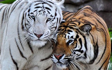 1920x1080px, 1080P free download | Tigers, black, white, orange, HD ...