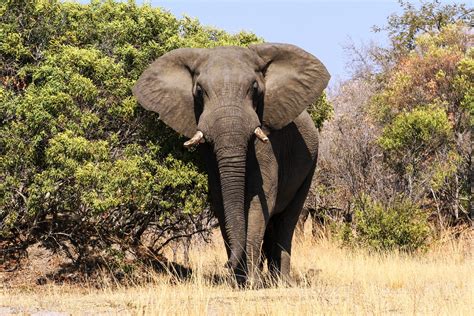 Stunning Photos of Elephants in the Wild | Reader's Digest