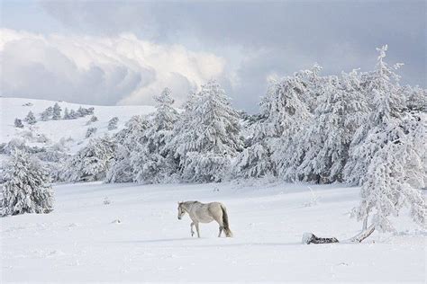 Snow Horse