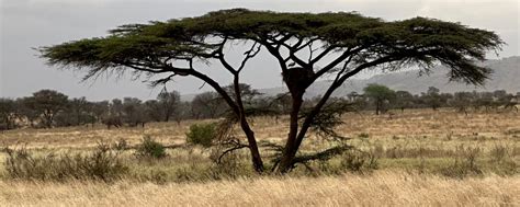 Discovering the Wonders of Africa's Iconic Acacia Tree - Safari Ventures