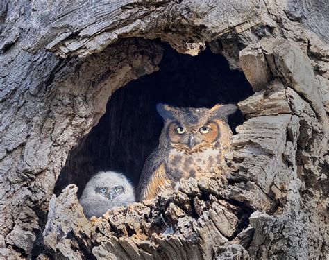 Baby Great Horned Owl