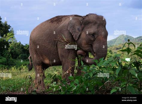 A Sumatran elephant (Elephas maximus sumatranus) was seen at the ...