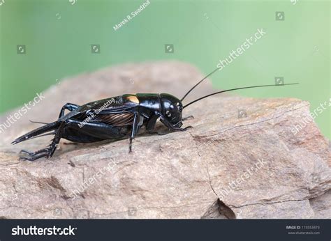 Macro Of A Gryllus Bimaculatus Stock Photo 115553473 : Shutterstock