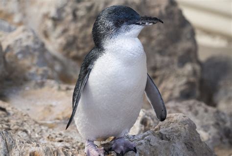 Penguin Island Itinerary: Meet Penguins, Dolphins & Sea Lions