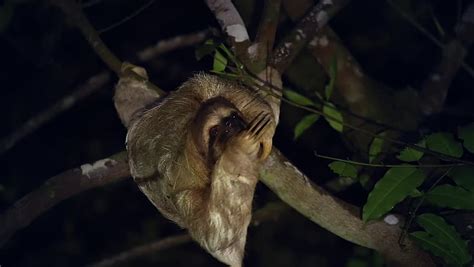 A Brown-throated Three-toed Sloth (Bradypus Variegatus) Humorously ...