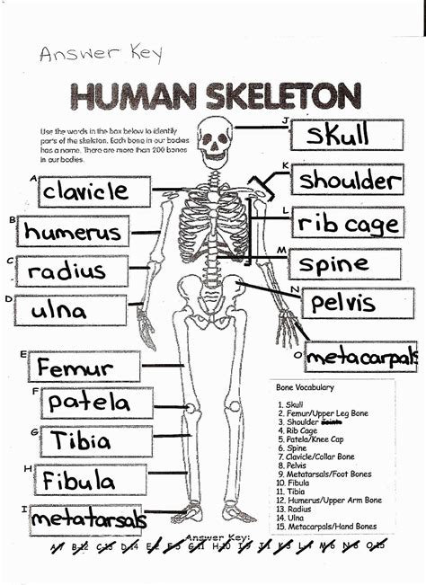 Anatomy Coloring Pages Coloring Page Free Printable Human Anatomy Coloring Pages ...