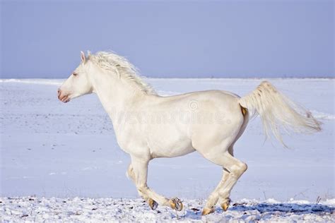 White Horse Runs in the Snow Field Stock Photo - Image of snow, dark: 66626884