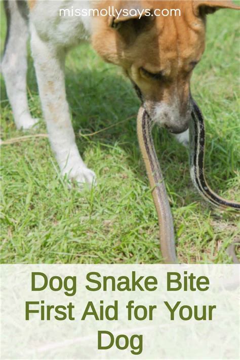 Dog Snake Bite First Aid for Your Dog - Miss Molly Says