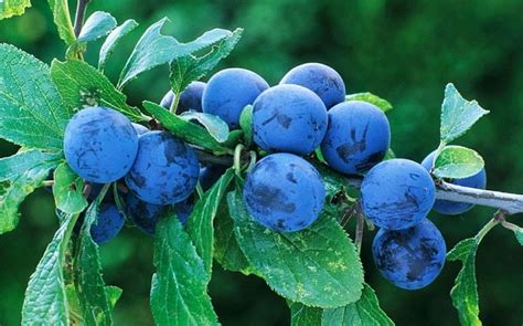 It's going to be a bumper year for sloe berries