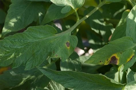 Early Blight on Tomato Plants