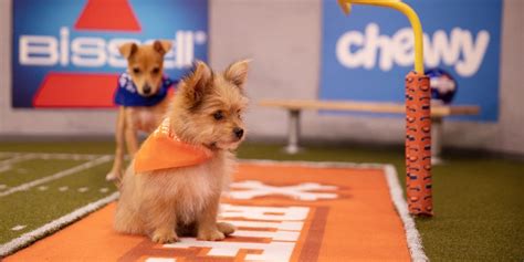 Puppy Bowl 2020: The Animal Planet Puppy Bowl 2020 Lineup!