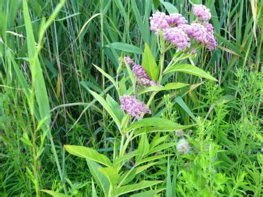 Swamp Milkweed: Pictures, Flowers, Leaves & Identification | Asclepias ...