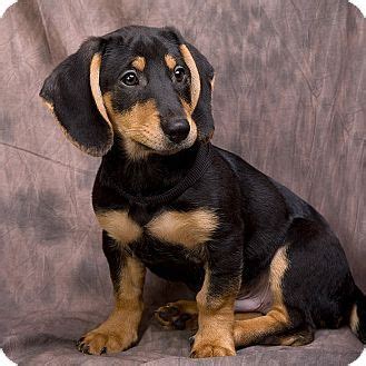 Black Beagle Dachshund Mix