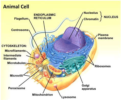 Heartwarming Campbell Biology Flashcards Flashcard App You Can Draw On