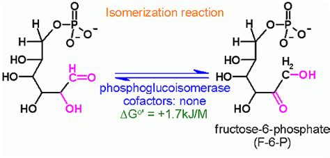 Isomerase In Glycolysis