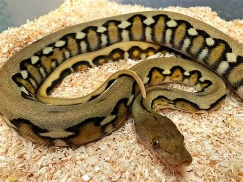 15 Cool Reticulated Python Morphs With Pictures – Family Life Share