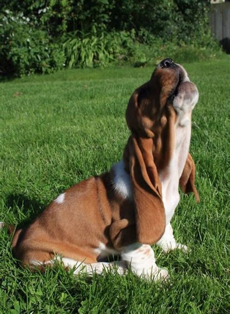 What is worse than a basset hound howling at the moon? | Basset hound ...