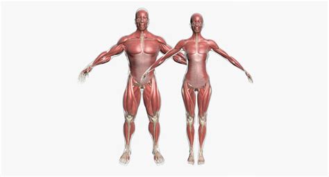 Full Muscle Anatomy Male And Female Body 3D model | CGTrader