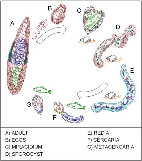 LIFE CYCLE - Platyhelminthes