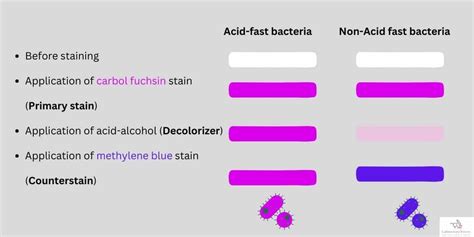 Non Acid Fast Bacteria: Examples, Definition, and Structure