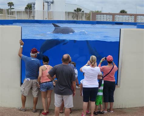 Marineland Florida: Dolphins first performed here; now you swim with them