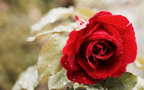 Roses Flower 4K Wallpapers - Wallpaper Cave