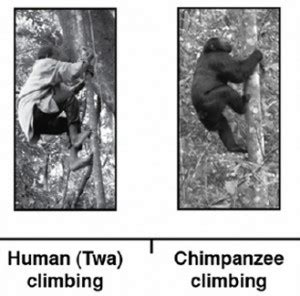 Chimpanzee Feet vs. Human Feet