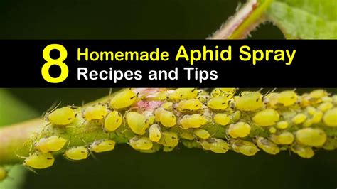 Controlling Aphids: 8 Homemade Aphid Spray Recipes and Tips