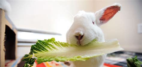 Best Rabbit Food – Rabbit Diet Experts