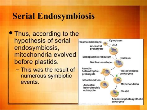 Endosymbiotic theory (1)