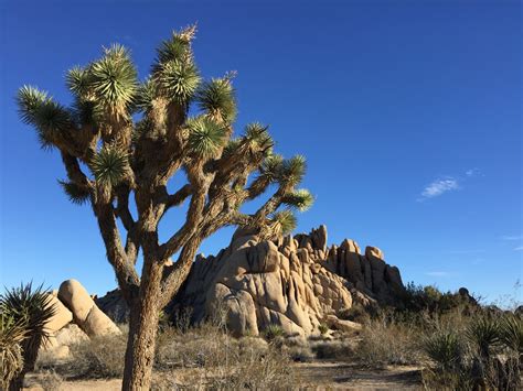 How to Visit Joshua Tree National Park in One Day - Wanderer Writes