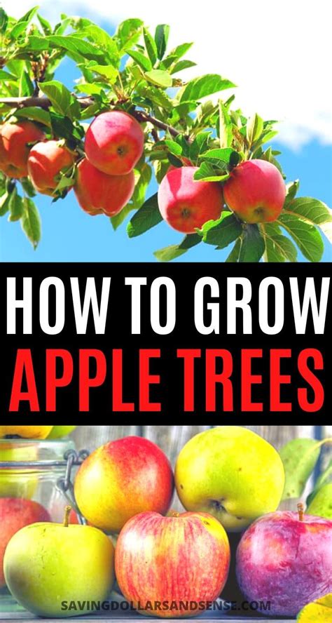 How to Plant & Care for an Apple Tree | Apple tree, Apple tree care, Planting apple trees