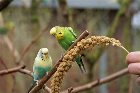 A List of 5 Types of Small Parrots